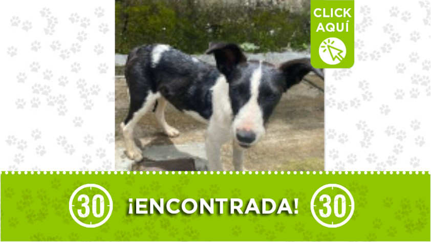 Perrita en Manrique busca hogar