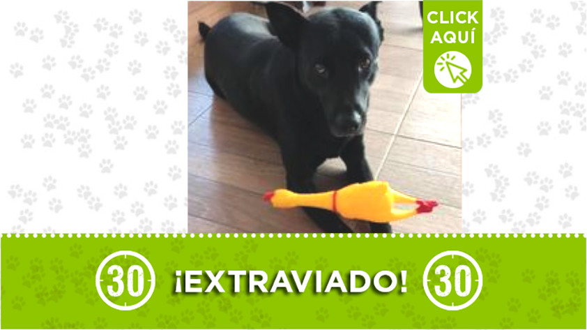 "Nacho"’ se extravió en la vereda El Salado, Bello