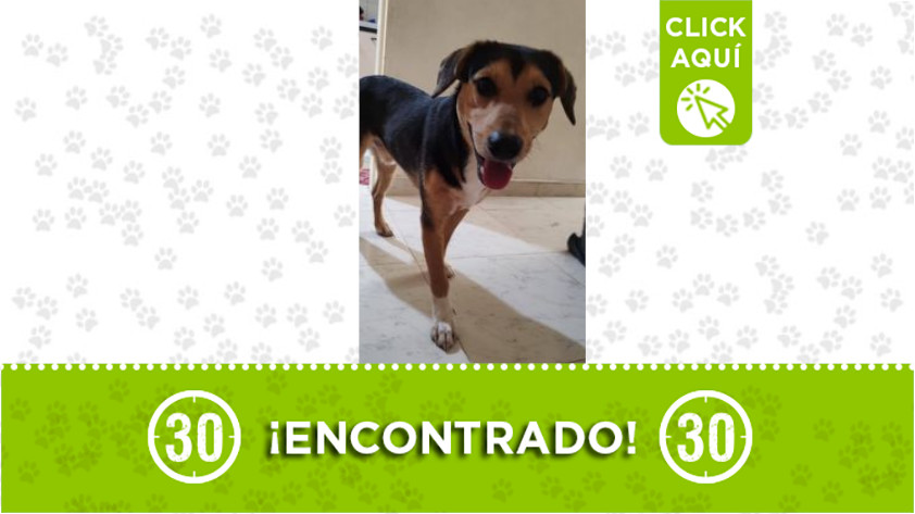 Perrito encontrado en Santa María, Itagüí