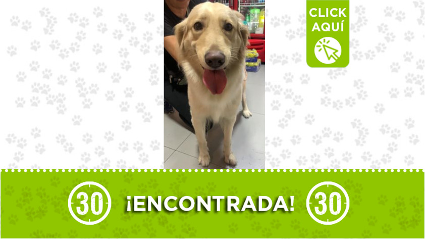 Perrita encontrada en Los Colores