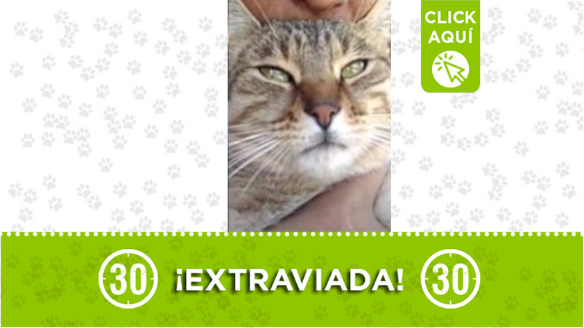 “Alisha” se perdió en la vereda La Enea - Guarne