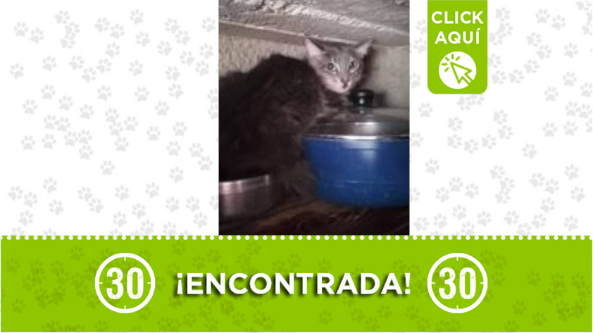 Gatica encontrada en Copacabana