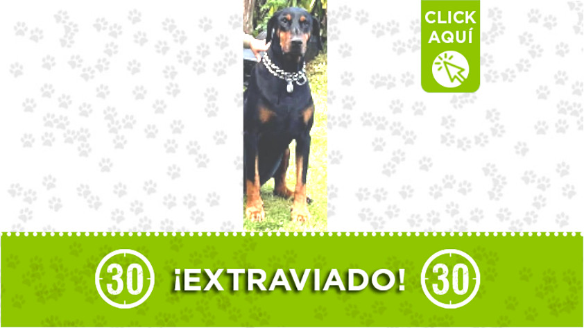 “Vino” se perdió en San Cristóbal