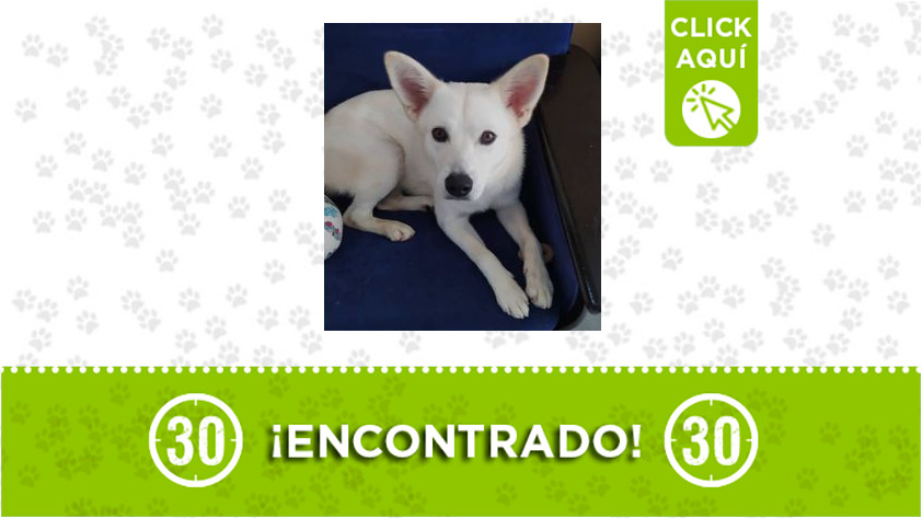 Perrito encontrado en Bellavista Bello