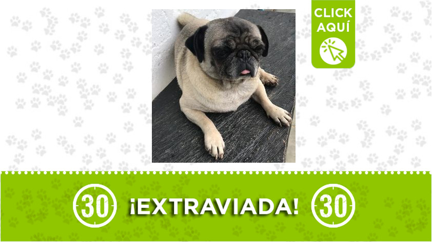 «Dulce» se la robaron en el barrio Toscana