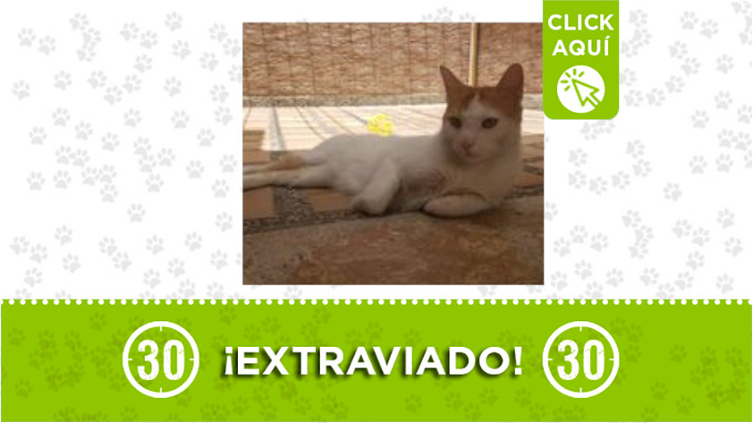 "Gatuno" se extravió en Laureles