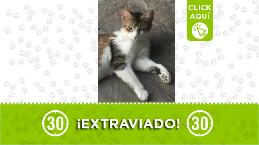 ‘Atenea’ se extravió en Manrique