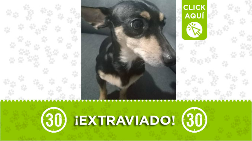 ‘Tony’ se extravió en Manrique