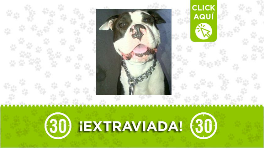 "Brenda" se extravió entre Alejandro Echavarría y Caicedo