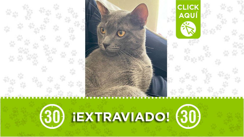 ‘Lyo’ se extravió en el barrio Bomboná