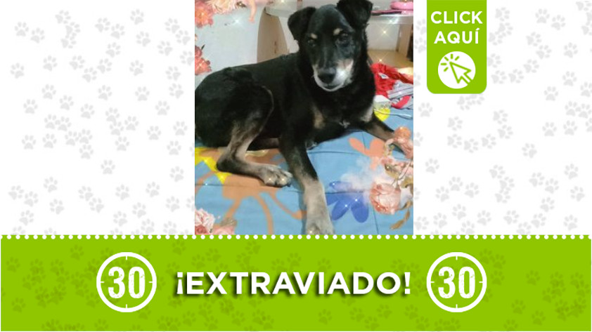 “Beethoven” se perdió entre Villa Hermosa y Boston