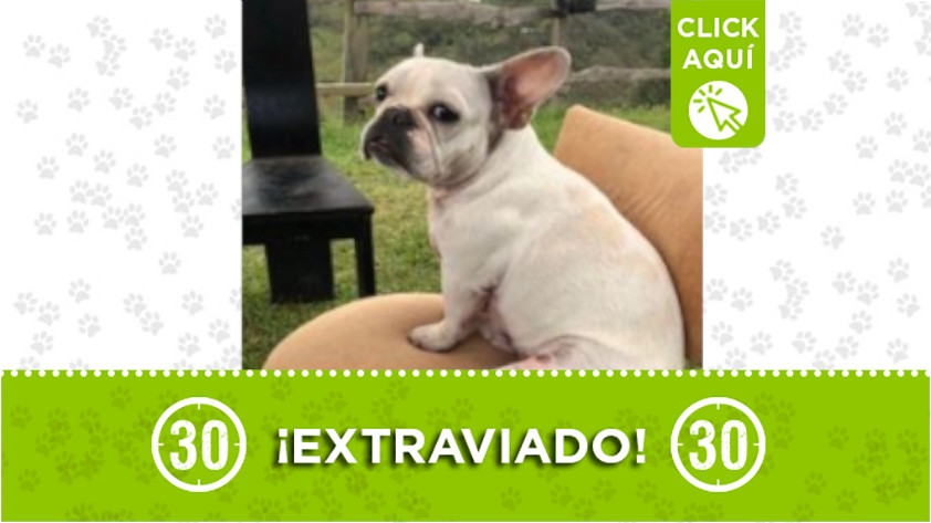 Este perrito se perdió en el municipio de Girardota