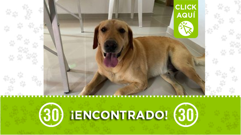 perrito encontrado en Belén.