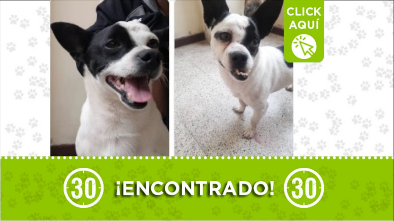 perrito encontrado medellin