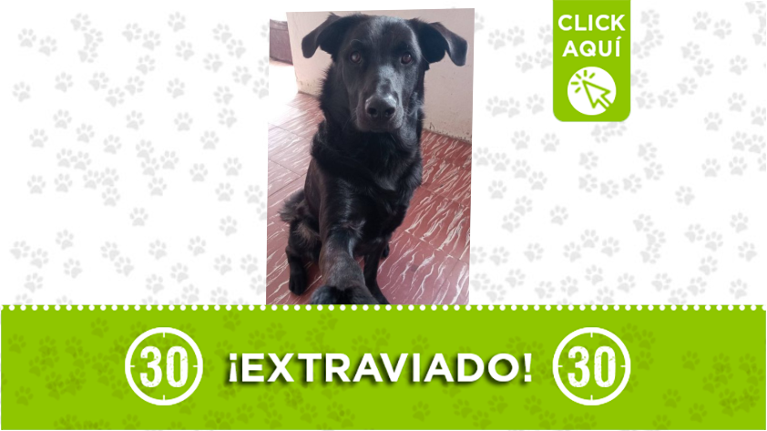 ¿Lo ha visto?