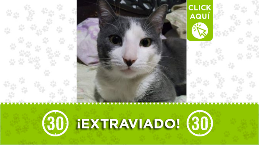 ‘TIto’ se extravió en la vía La Manguala - San Antonio de Prado