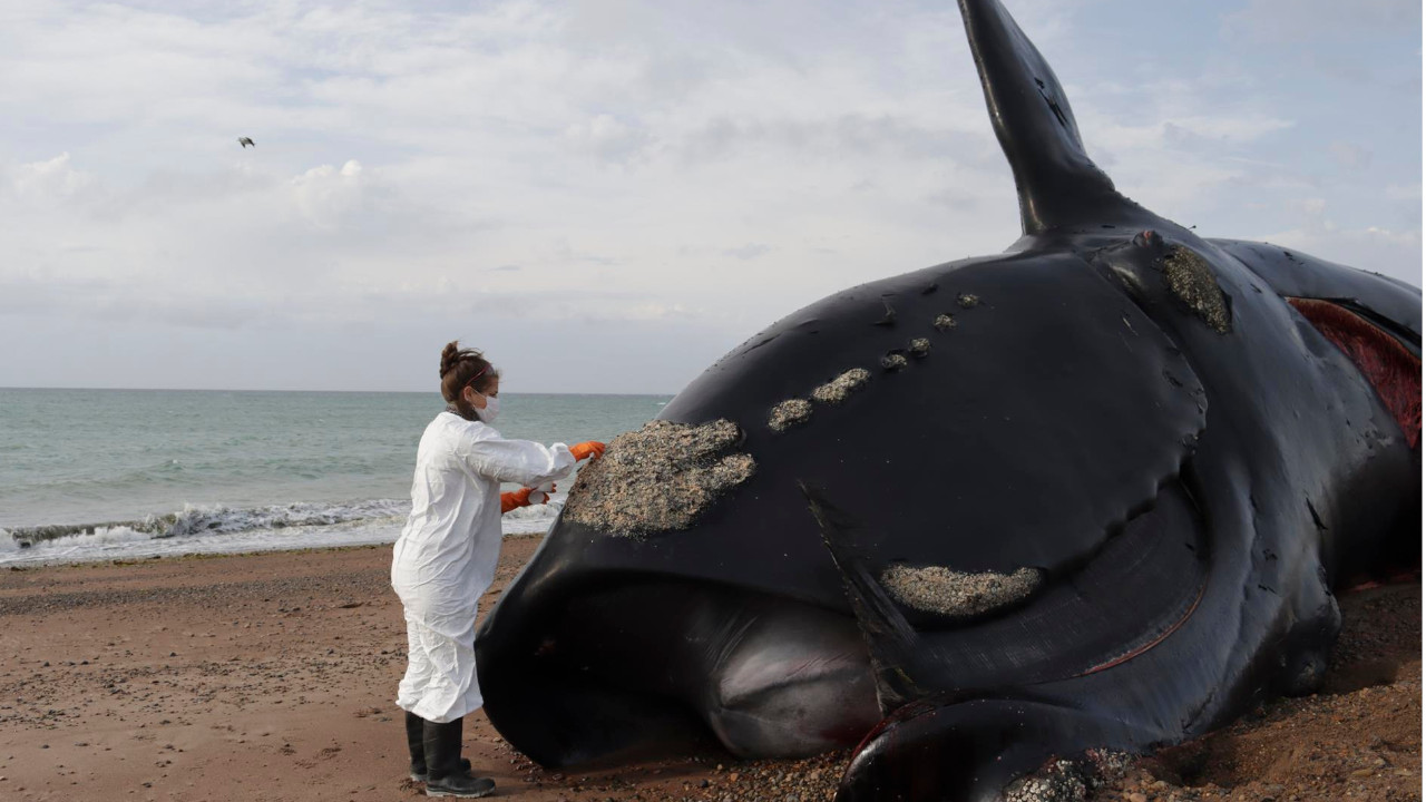 Ballenas muertas en Argentina
