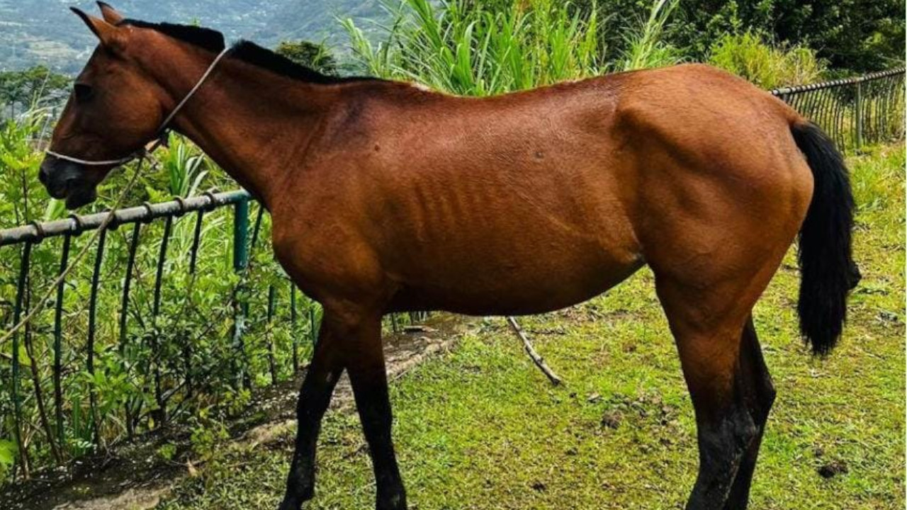 Un mal golpe: Hombre falleció tres días después de caer de un caballo en Sabaneta 