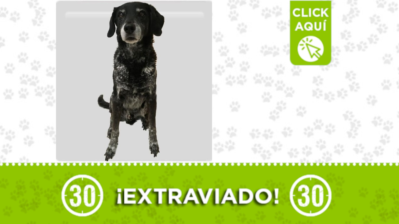 Buscan a 'Chester', se extravió en Manrique Oriental ¿Lo ha visto?