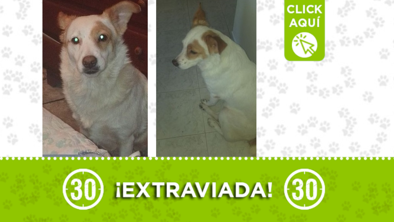 'Clara' se extravió en Robledo ¡Comparte!