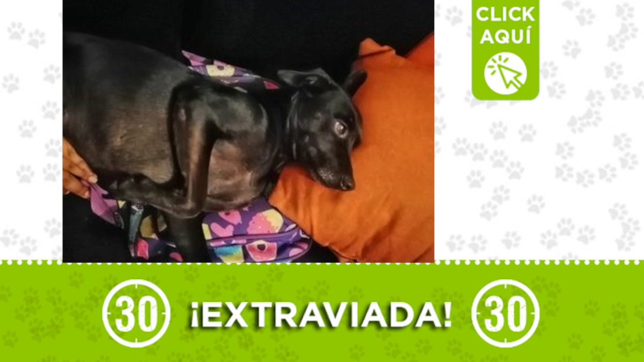 ¿La ha visto? Estrella se perdió en Castilla