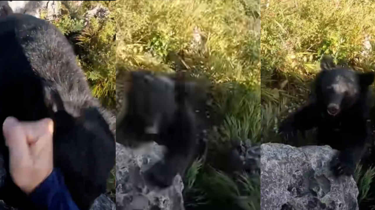 De tú a tú: Escalador se enfrentó a golpes con un gigante oso en medio de la montaña