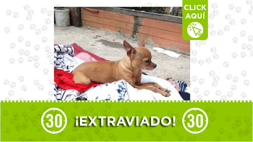 Pinki se perdió en Manrique Central