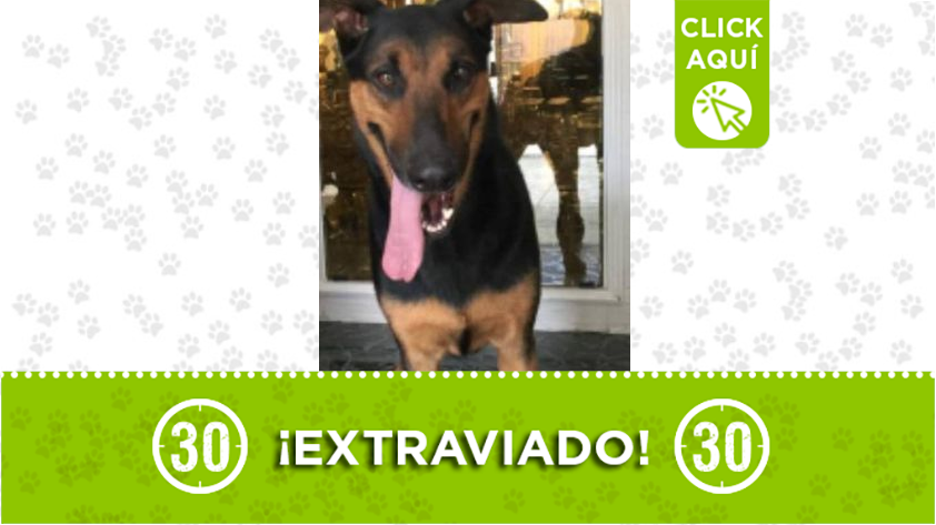 "Beethoven" se extravió en Buenos Aires