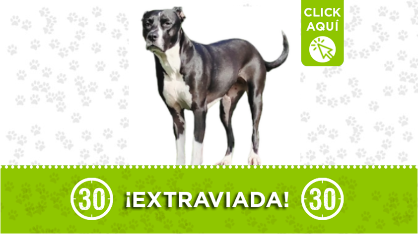 "Kira· se perdió en La Estrella