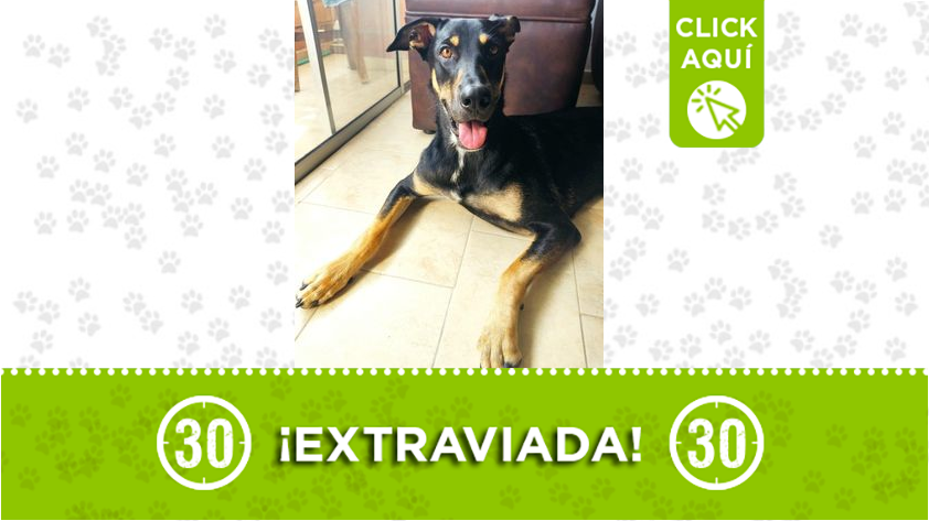"Bella" se perdió por el Cerro de las 3 Cruces
