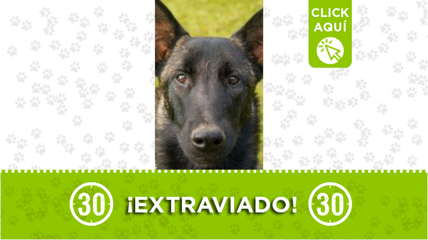 "Hunter" se perdió en la Vía Sopetrán