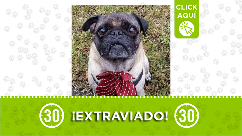 Percy se perdió en Belén La Mota