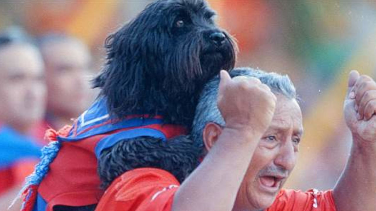 Murió Medallo el perrito más querido por los hinchas del DIM 