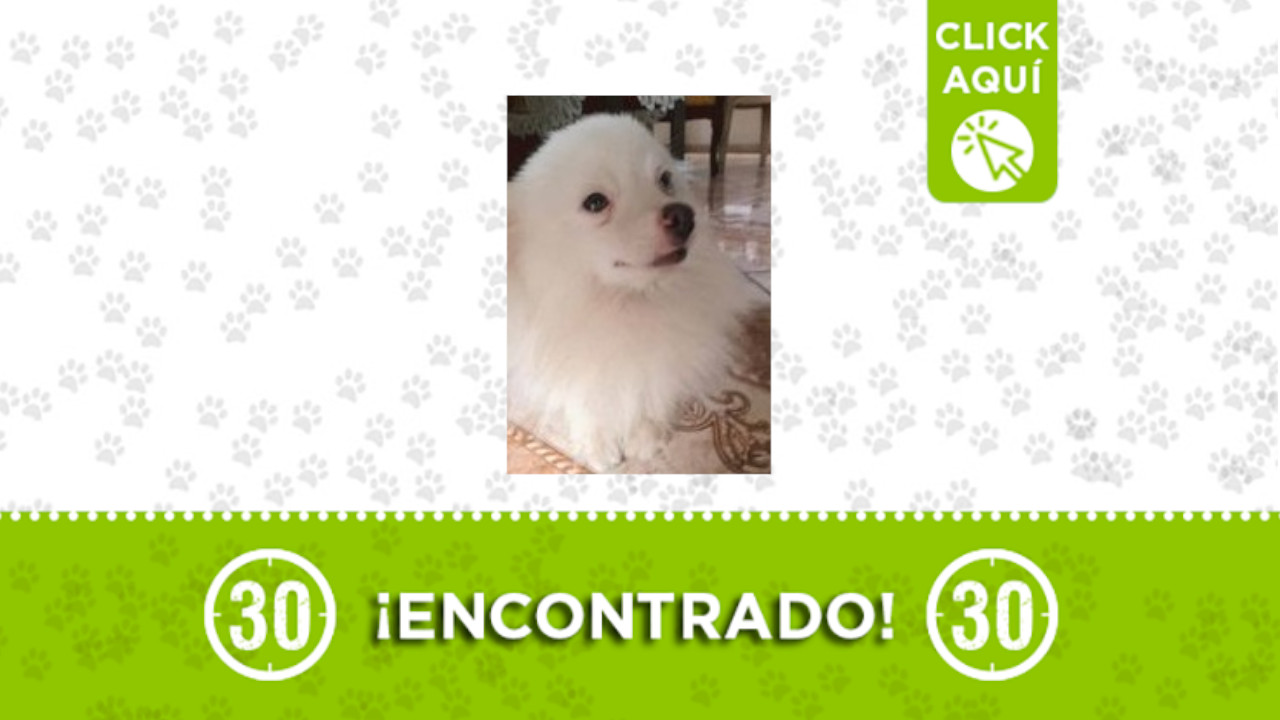 perrito
