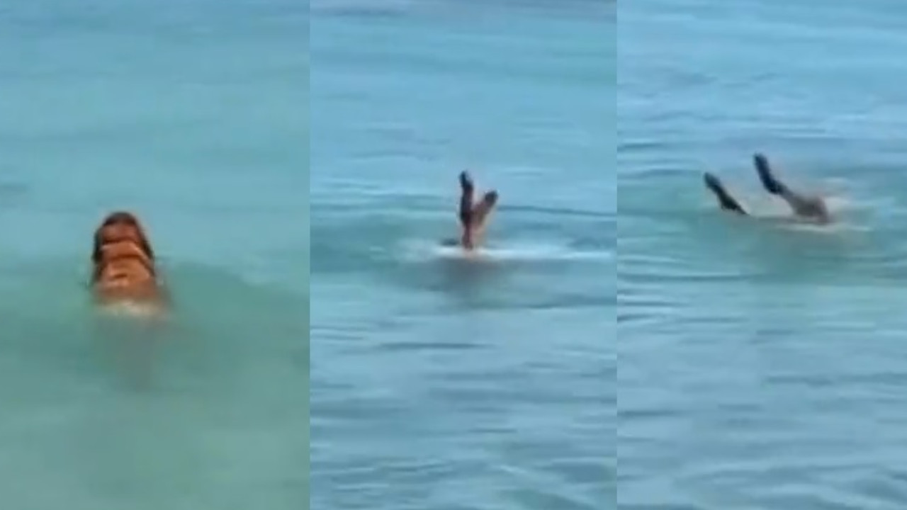 Perrito fue grabado haciendo nado sincronizado en el mar