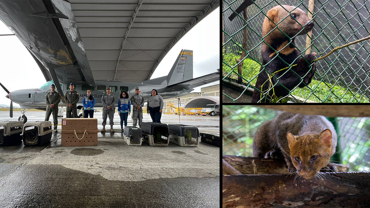 [Video] Animales que ya no pueden sobrevivir solos en selvas antioqueñas fueron trasladados a un nuevo hogar b