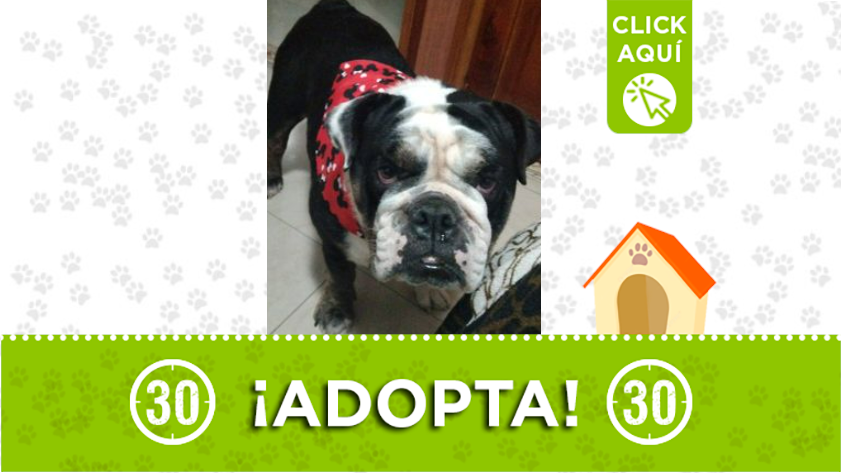 Esta preciosa perrita busca un hogar