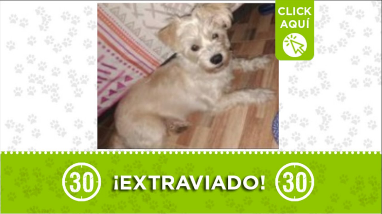 aron perro perdido