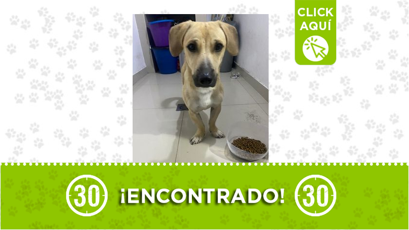 Encontraron este perrito en San Juan