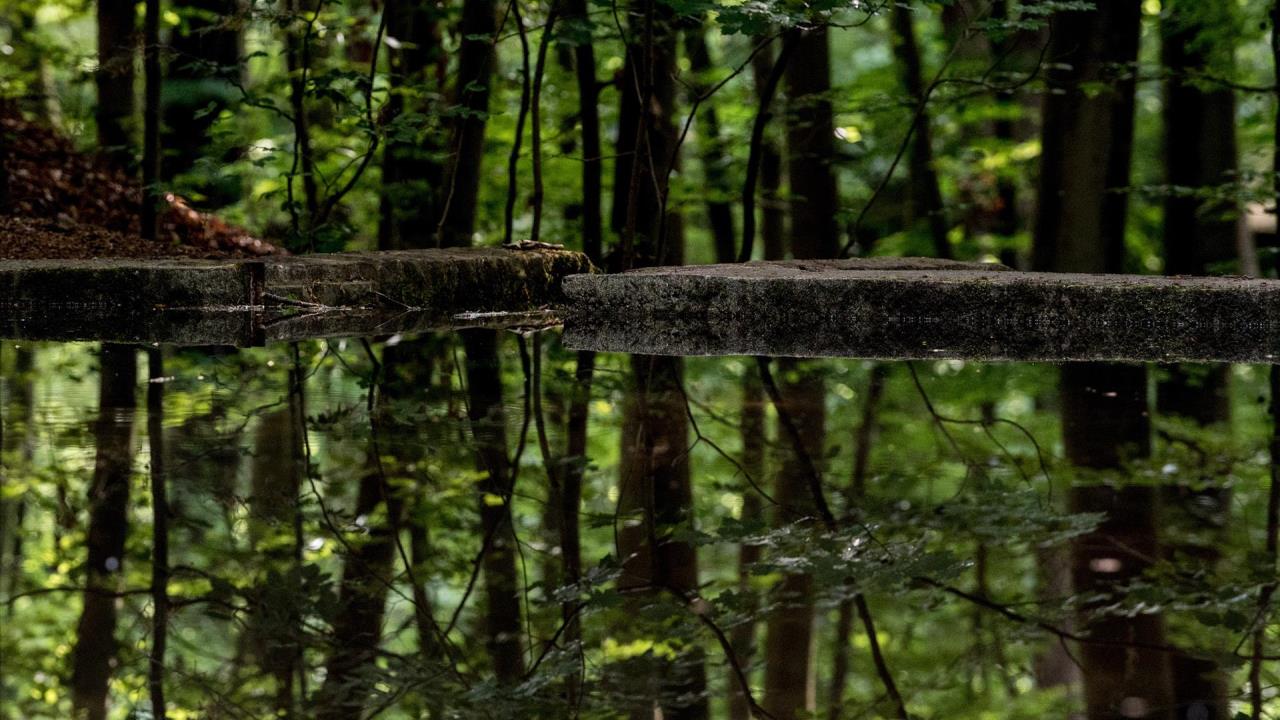 dia mundial naturaleza