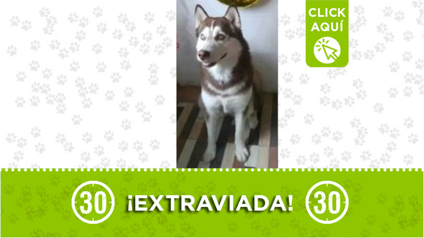 "Athena" se extravió cerca de la Estación Acevedo