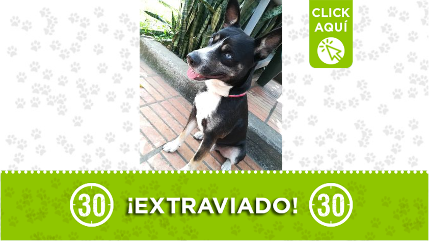 "Lobo Max" se perdió en Manrrique