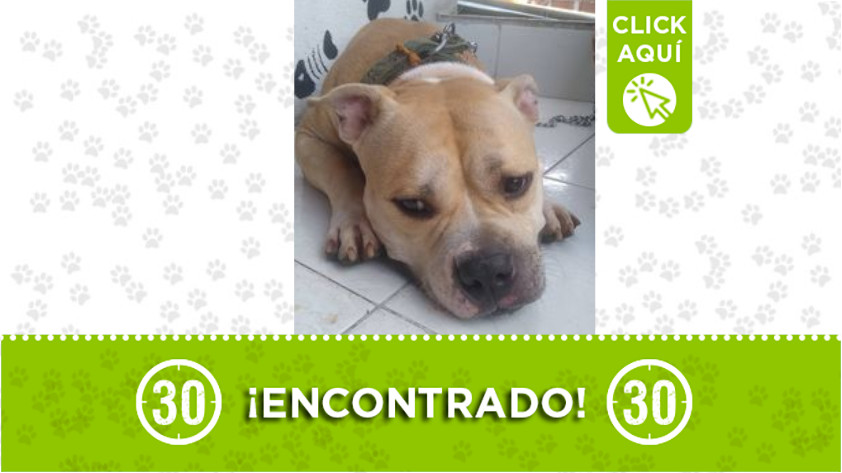 Perrito encontrado en Santa Cruz