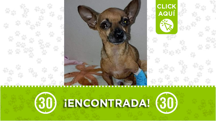 Encontraron esta perrita en Manrique