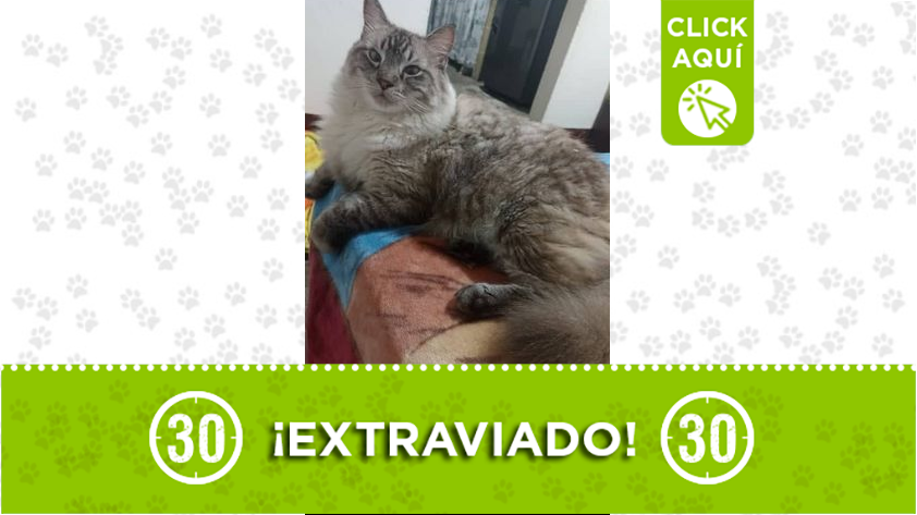 "Simón" se perdió en Bello