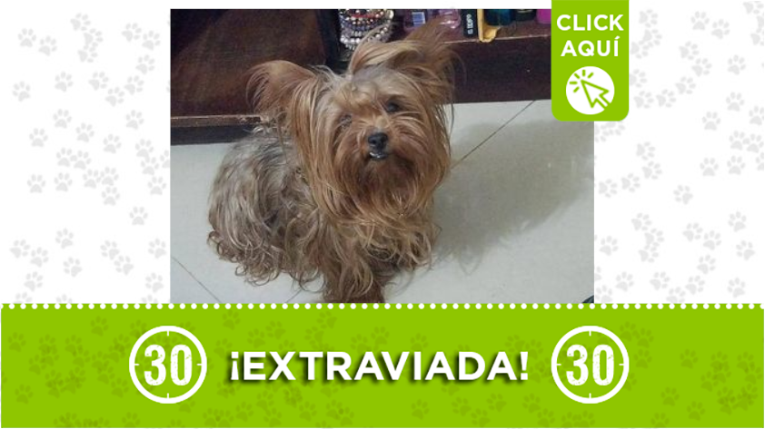 "Mailu" se perdió en Santo Domingo