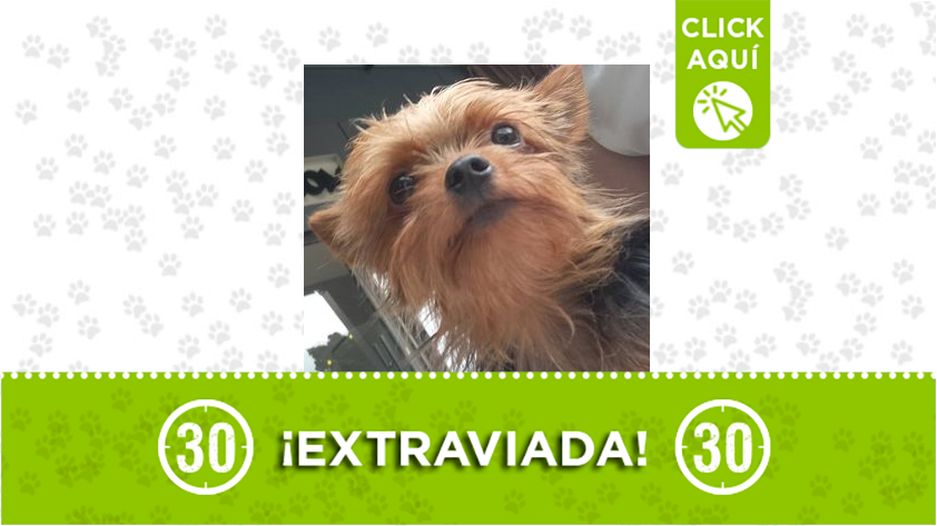 "Lila" se perdió en Bello Horizonte