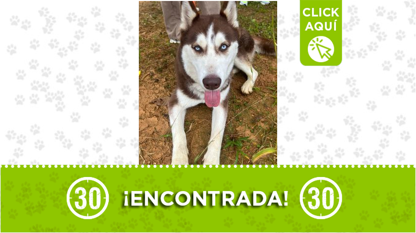Encontraron esta perrita en Copacabana