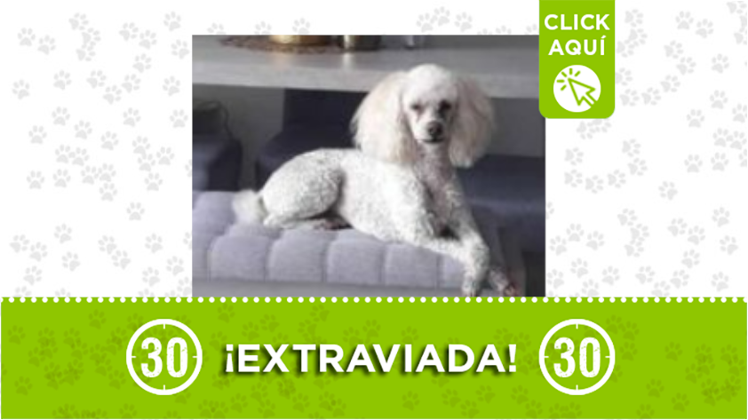 "Luna" se perdió por la Plaza de Flores