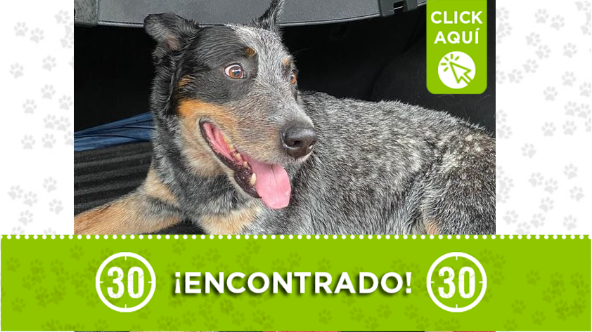 Encontraron este lindo perrito en la AV Las Palmas